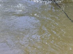Mainschwimmen Juni 2026